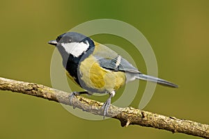 Parus major photo