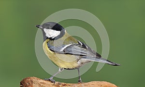 Parus major.