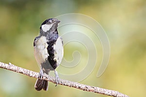 Parus Major, the black stipe special birdie