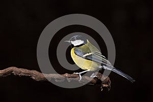 Parus major, sýkora modřinka sedící na větvi