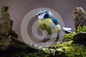 Parus major, sýkorka modrá sediaca na konári