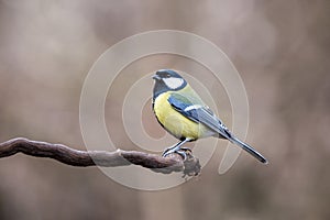 Parus major, sýkora modřinka sedící na větvi