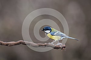 Parus major, sýkora modřinka sedící na větvi