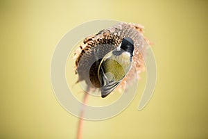 Parus major, Blue tit . A small bird sits on a sunflower plant and feeds sunflower seeds.