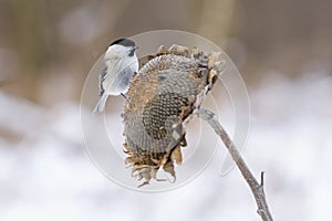 Parus major, sýkorka modrá. Malý vtáčik sedí na slnečnici a kŕmi slnečnicové semienka.