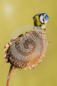 Parus major, Blue tit . A small bird sits on a sunflower plant and feeds sunflower seeds.