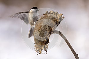 Parus major, sýkorka modrá. Malý vtáčik sedí na slnečnici a kŕmi slnečnicové semienka.