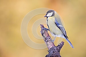 Parus major, Blue tit . Wildlife scenery.