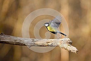 Parus major, Blue tit . Wildlife scenery.