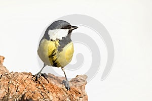 Parus major, Blue tit . Wildlife landscape, titmouse sitting on a branch.