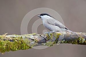 Parus major, Blue tit . Wildlife landscape, titmouse sitting on a branch.