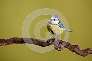 Parus major, Blue tit . Wildlife landscape, titmouse sitting on a branch.