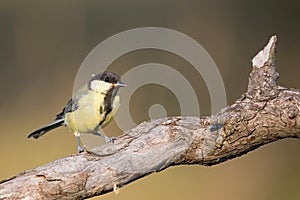 Parus major, sýkora modřinka. Divoká zvěř, sýkorka sedící na větvi.