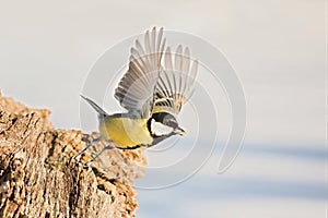 Parus major, sýkorka modrá. Divoká krajina, sýkorka sediaca na konári.