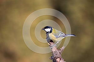 Parus major, sýkorka modrá. Divoká krajina, sýkorka sediaca na konári.