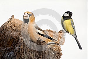 Parus major, Blue tit . Wildlife landscape, titmouse sitting on a branch.