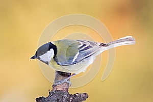 Parus major, Blue tit . Wildlife landscape, titmouse sitting on a branch.