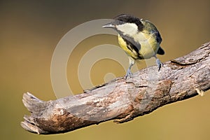 Parus major, Blue tit . Wildlife landscape, titmouse sitting on a branch.