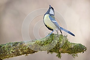 Parus major, sýkorka modrá. Scenéria divokej zveri.