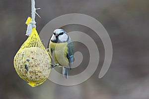 Parus major, sýkora modřinka. Přírodní scenérie.