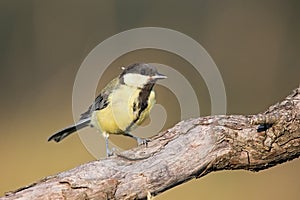 Parus major, Blue tit . Wildlife scenery.