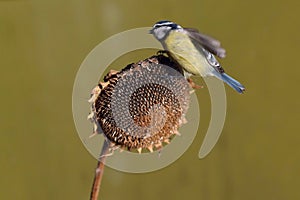 Parus major, Blue tit . Wildlife scenery.