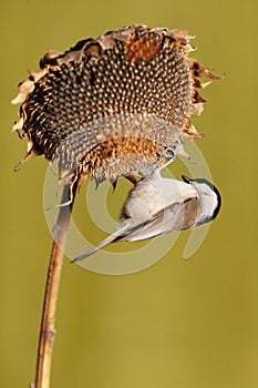 Parus major, sýkora modřinka. Přírodní scenérie.