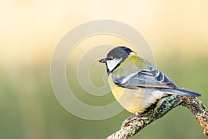 Parus major or Carbonero Comun with copy space for text photo