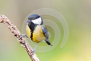 Parus major or Carbonero Comun with copy space for text photo