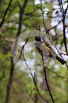 Parus major. Earlier summer in the forest on the island of Yagry in Severodvinsk. A mottled woodpecker on a tree trunk