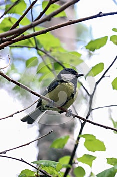 Parus major. Earlier summer in the forest on the island of Yagry in Severodvinsk. A mottled woodpecker on a tree trunk