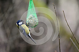 Parus major great tit