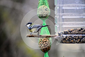 Parus major great tit