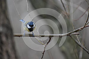 Parus major great tit