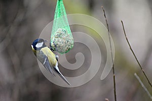 Parus major great tit