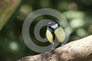 Parus major, the great tit sitting on a branch in the winter.