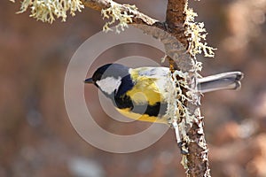 Parus Major, lovely yellow belly.