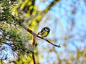 Parus major sitting on a branch photo