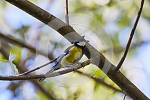 (Parus major) is a small sedentary bird of the Paridae family