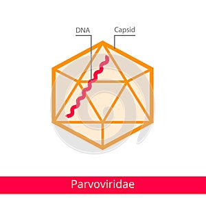 Parvoviridae. Classification of viruses.