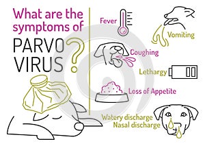 Parvovirus in dogs. Symptoms of parvo. Canine gastrointestinal contagious disease.