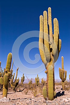 Pasacana Cactus