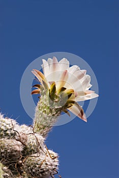 Pasacana Cactus Blossom