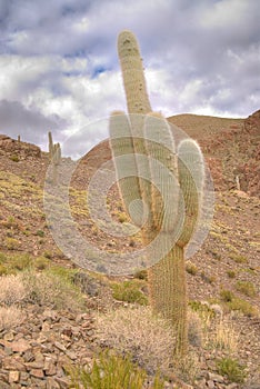 Pasacana Cactus in Northern Argentina