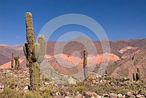 Pasacana Cactus in Northern Argentina