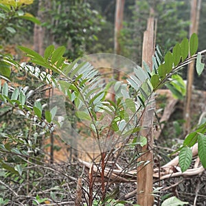 pasak bumi tree in the forestï¿¼