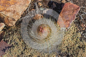 Pasakana cactus plant, known as Echinopsis formosa (Pfeiff.) Jacobi ex Salm-Dyck, belongs to the plant family Cactaceae