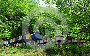 Paseka - a specially equipped place where honey bees are kept