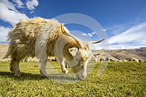 Pashmina Goat grazing - Chummatang - Ladakh India photo