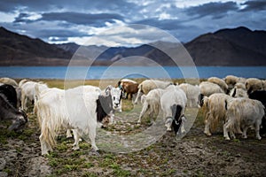 Pashmina goat photo